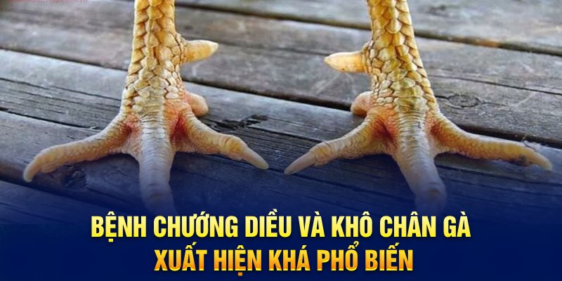 Cần theo dõi và có cách điều trị gà chướng diều, khô chân nhanh chóng